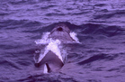 ニタリクジラ