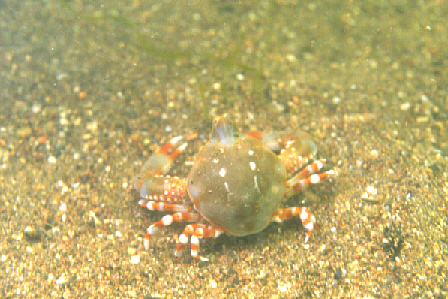 NPO法人海っ子倶楽部 ツノナガコブシガニ フォトギャラリー